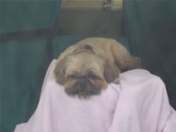 Cappi almost sleeping